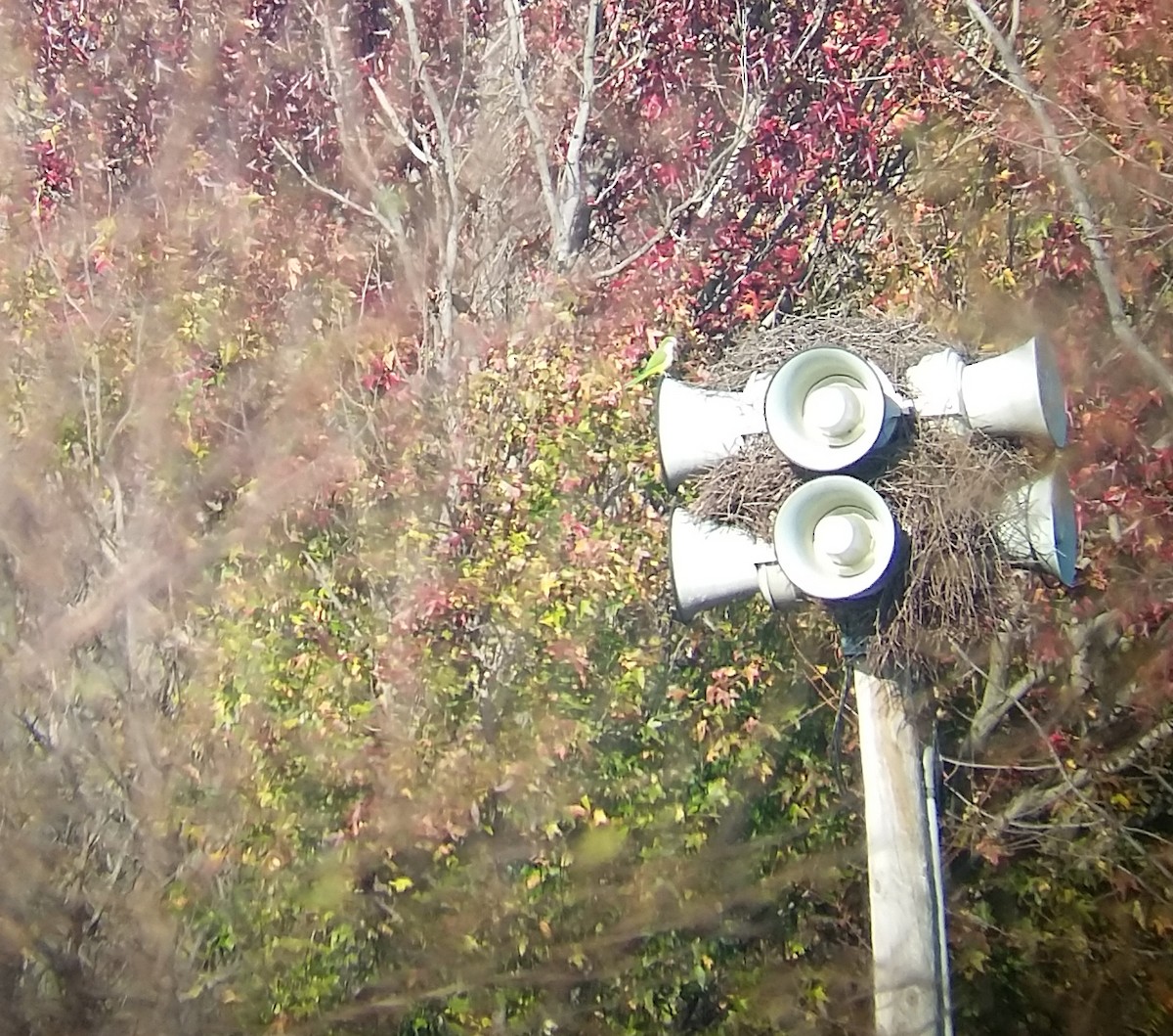 Monk Parakeet - ML123882301