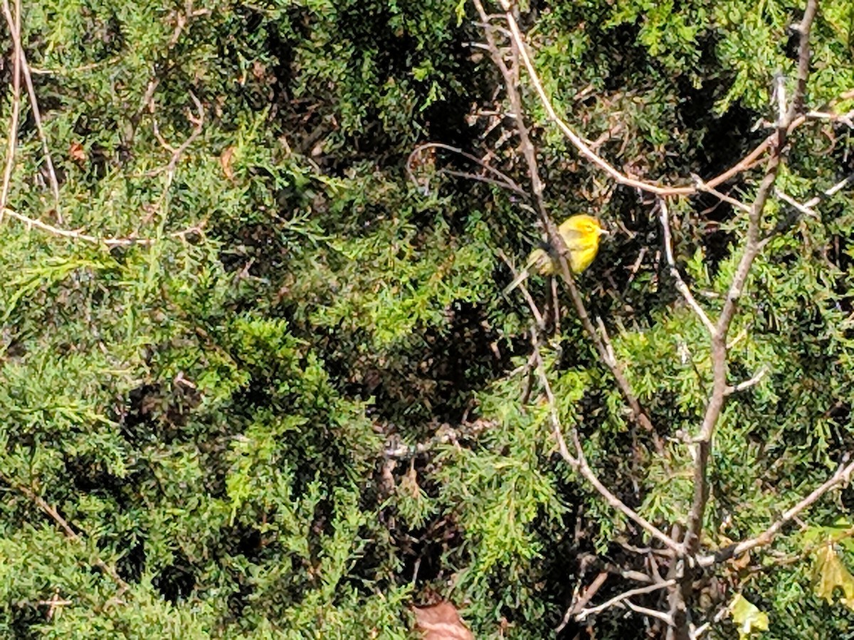 Prairie Warbler - Christopher Moorman