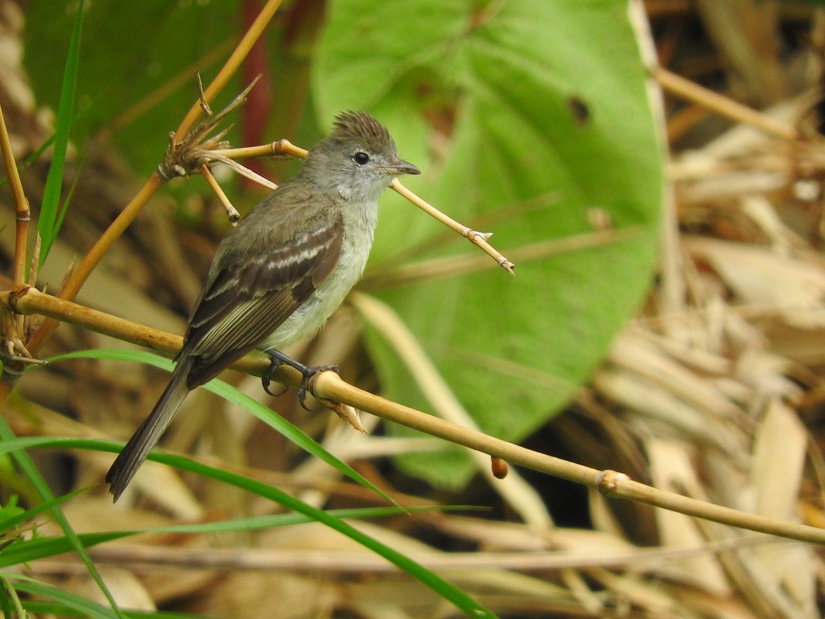 Yellow-bellied Elaenia - ML123883711