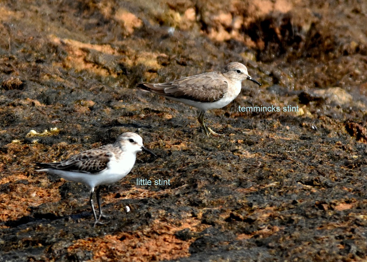 Little Stint - HARISH K