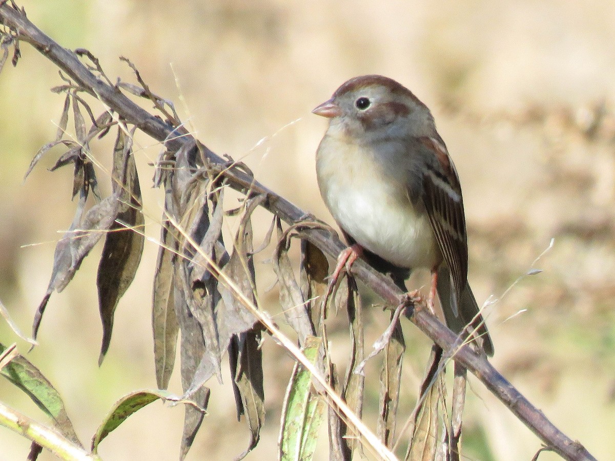 Field Sparrow - ML123887981
