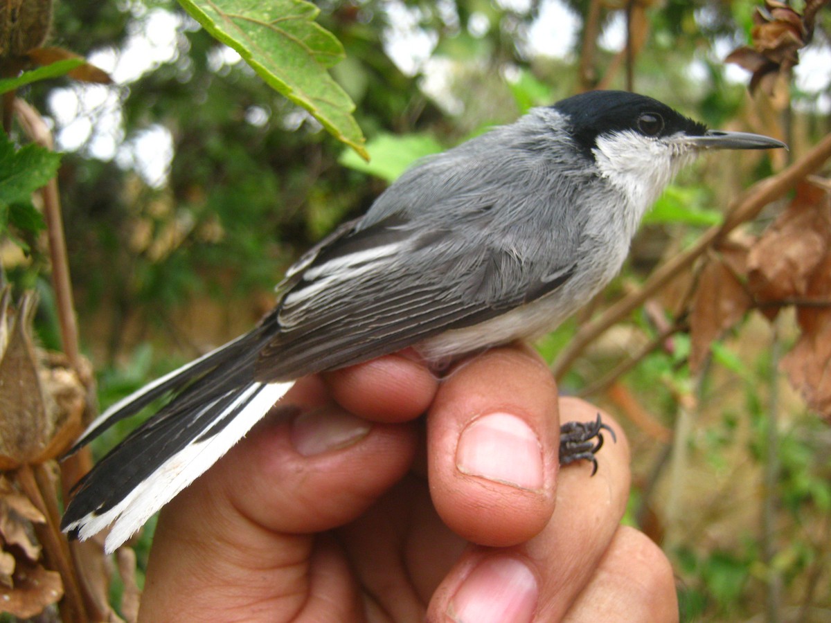 Tropical Gnatcatcher - ML123888531