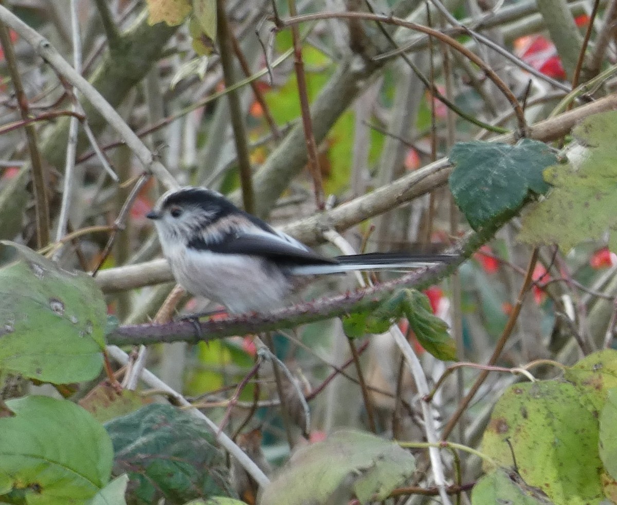 Long-tailed Tit (europaeus Group) - ML123889311