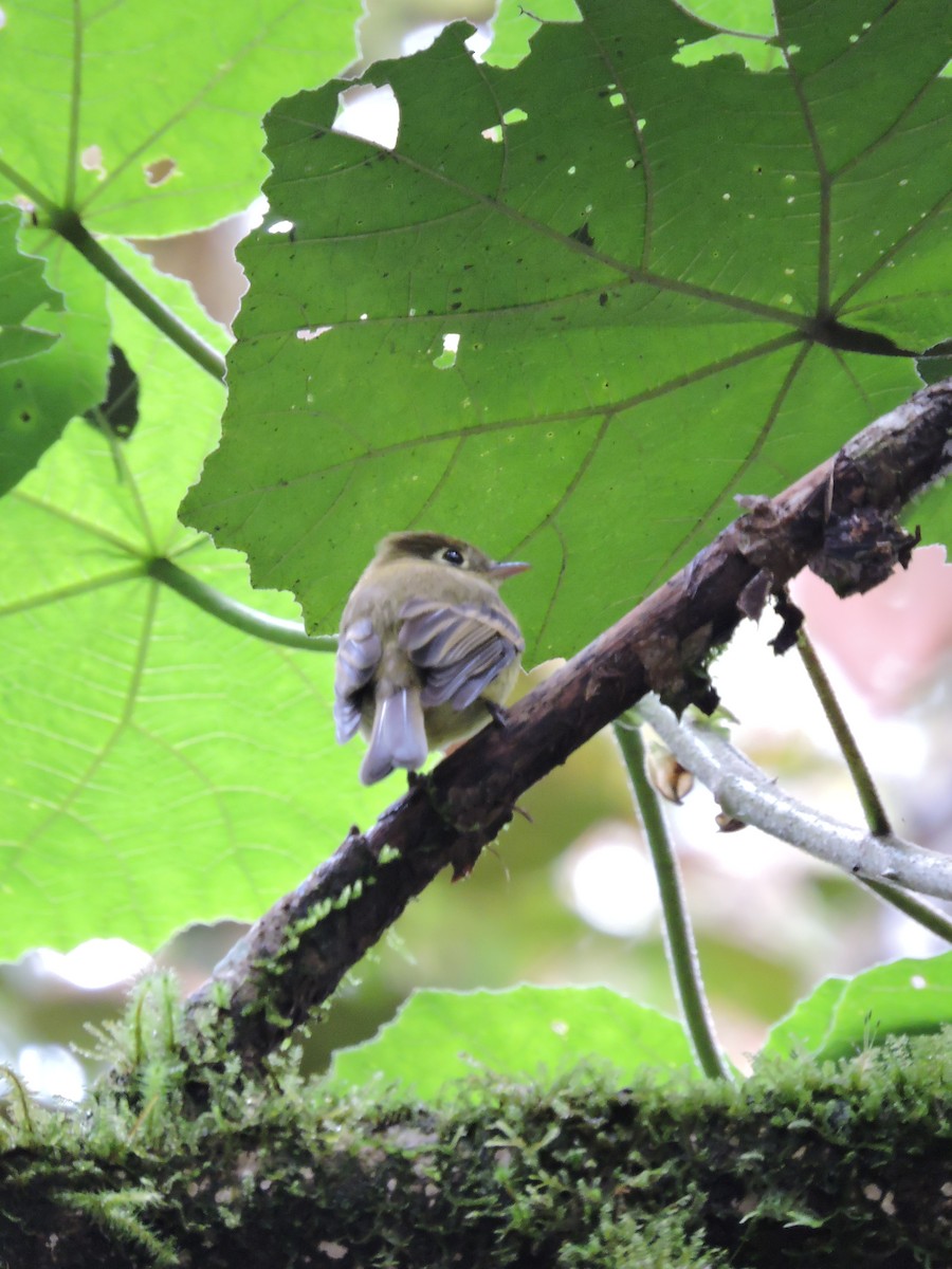 Yellowish Flycatcher - Ginny Culver