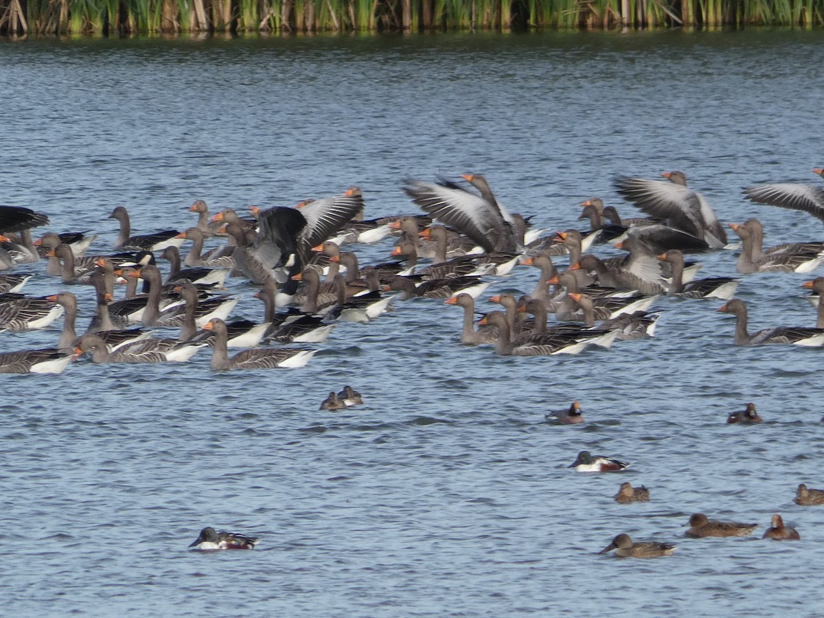 Бор галуу - ML123889691