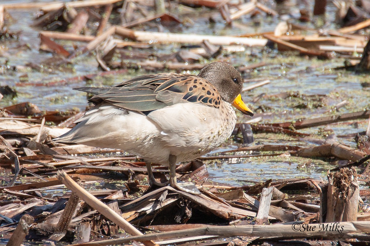 Yellow-billed Teal - ML123889711