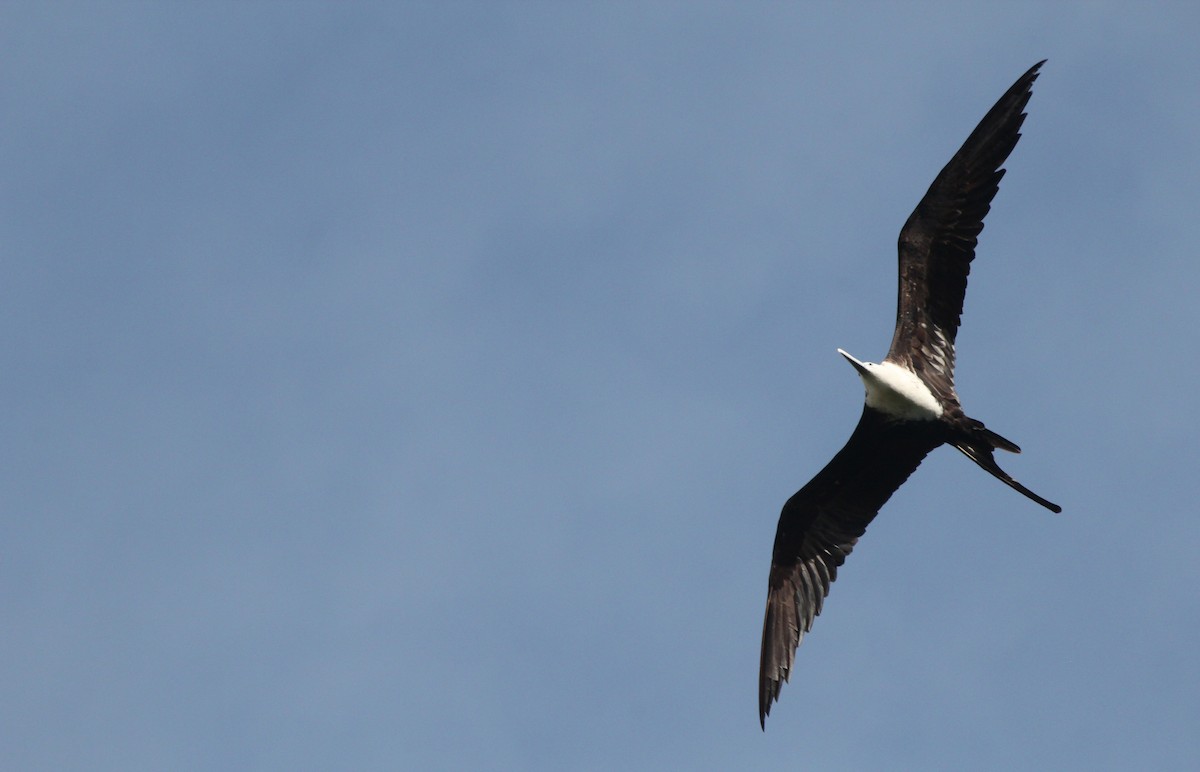 Magnificent Frigatebird - ML123890511