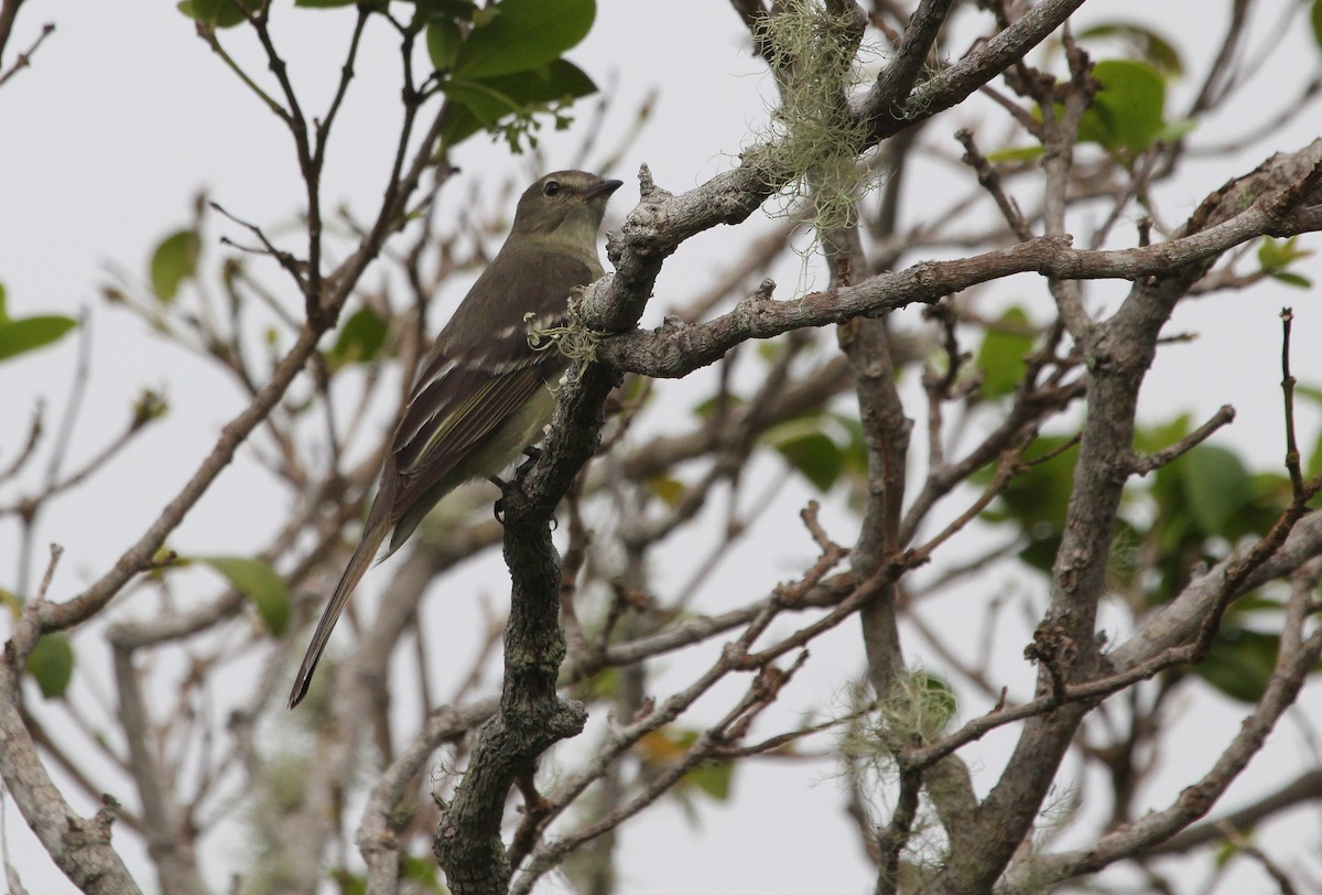 Small-headed Elaenia - ML123890751