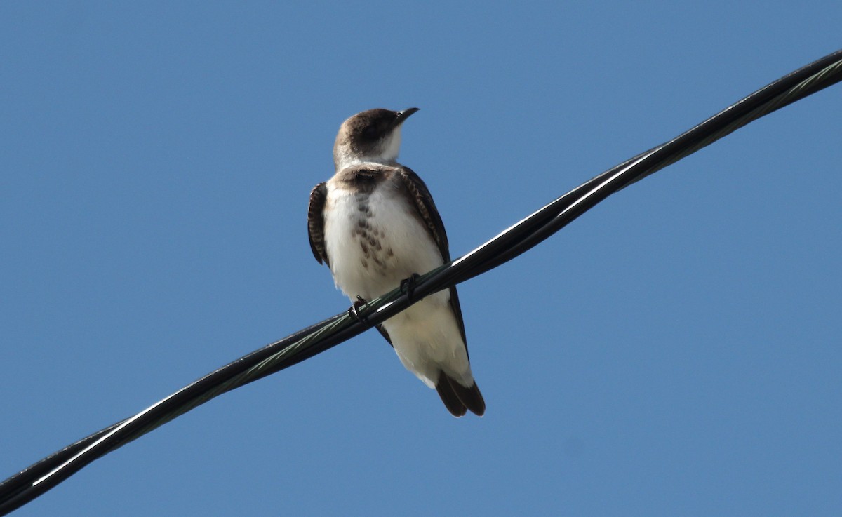 Brown-chested Martin (fusca) - ML123890861