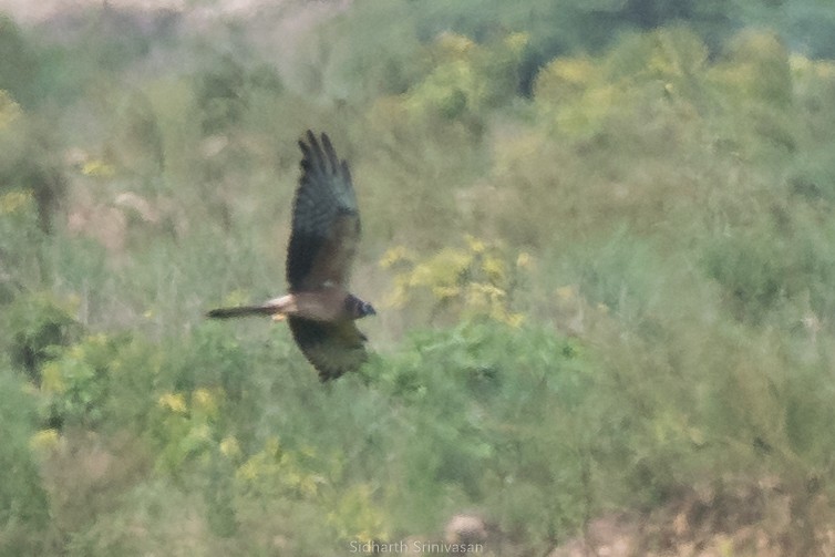 Montagu's Harrier - ML123891041