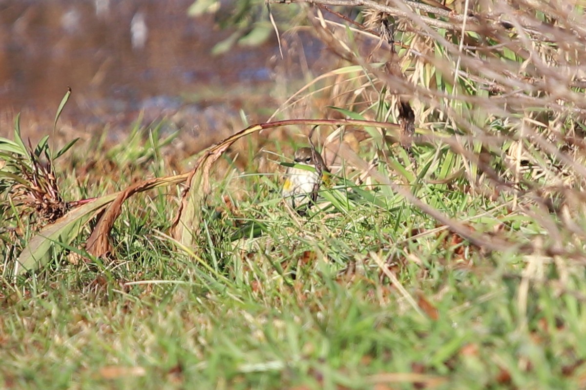 Yellow-rumped Warbler - ML123892551