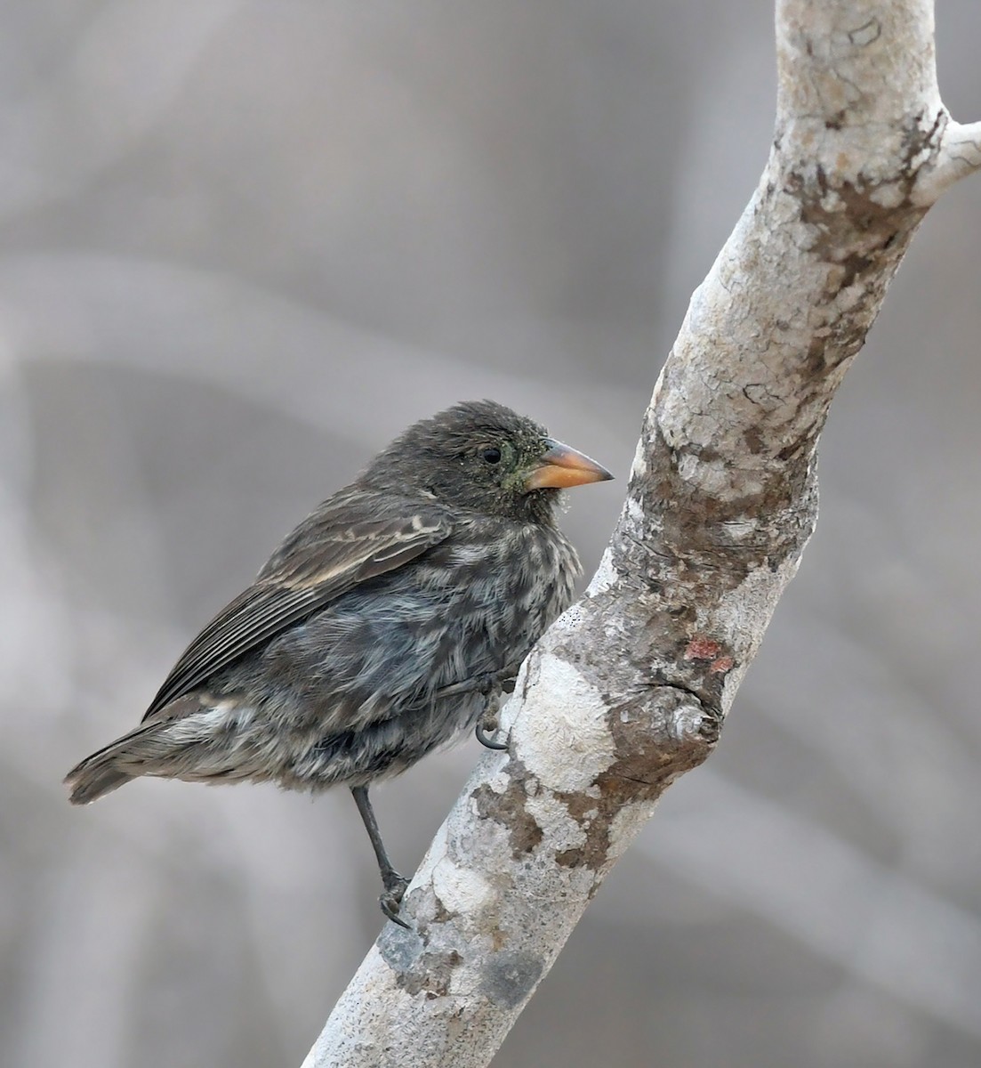 Common Cactus-Finch - ML123892731