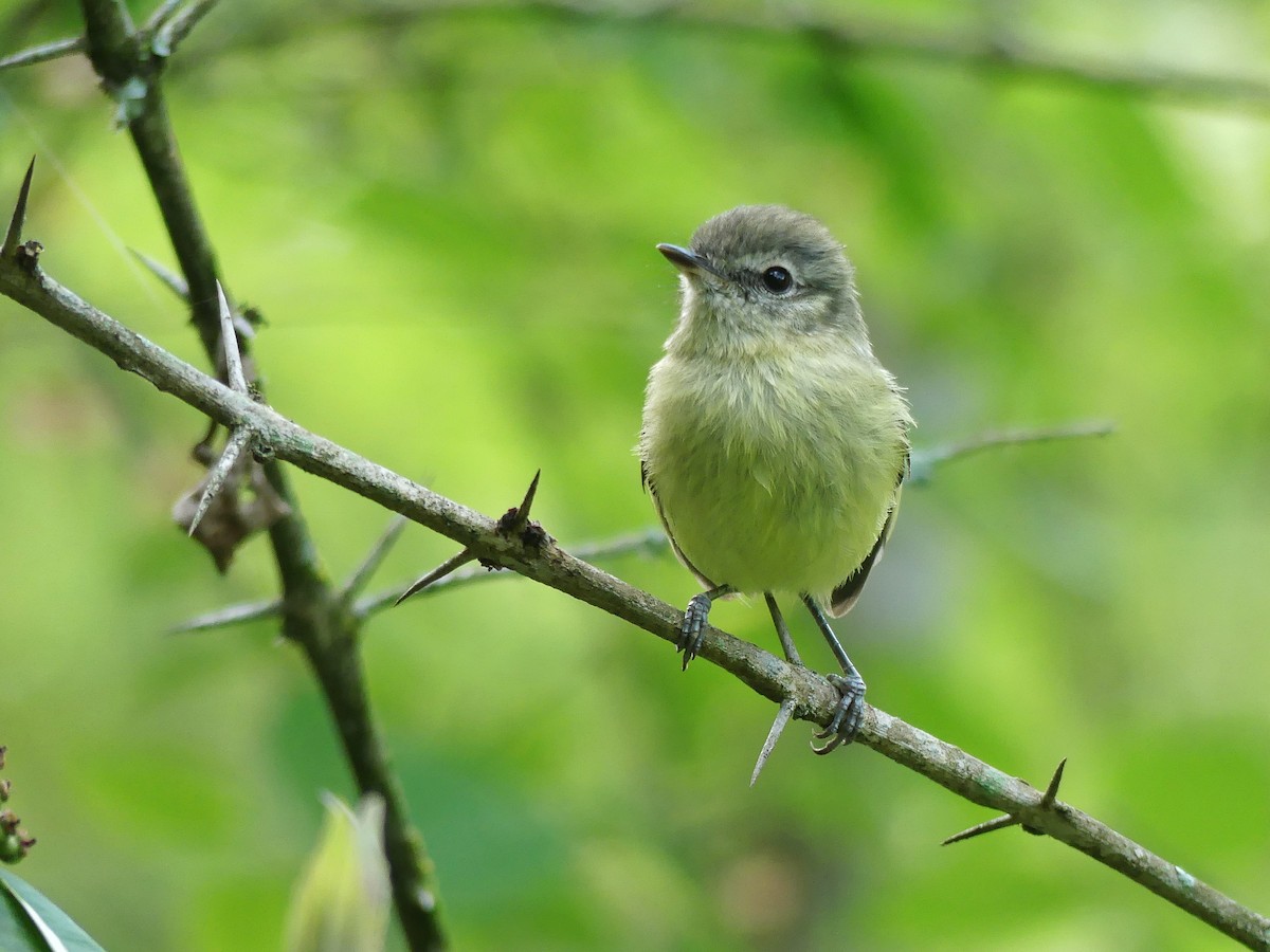 Mottle-cheeked Tyrannulet - ML123893981