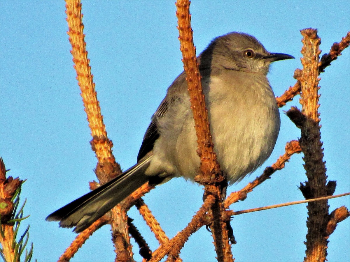 חקיינית צפונית - ML123897211