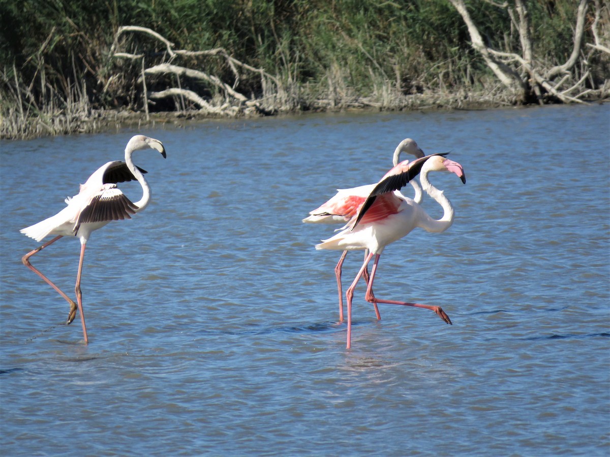 Greater Flamingo - ML123897401