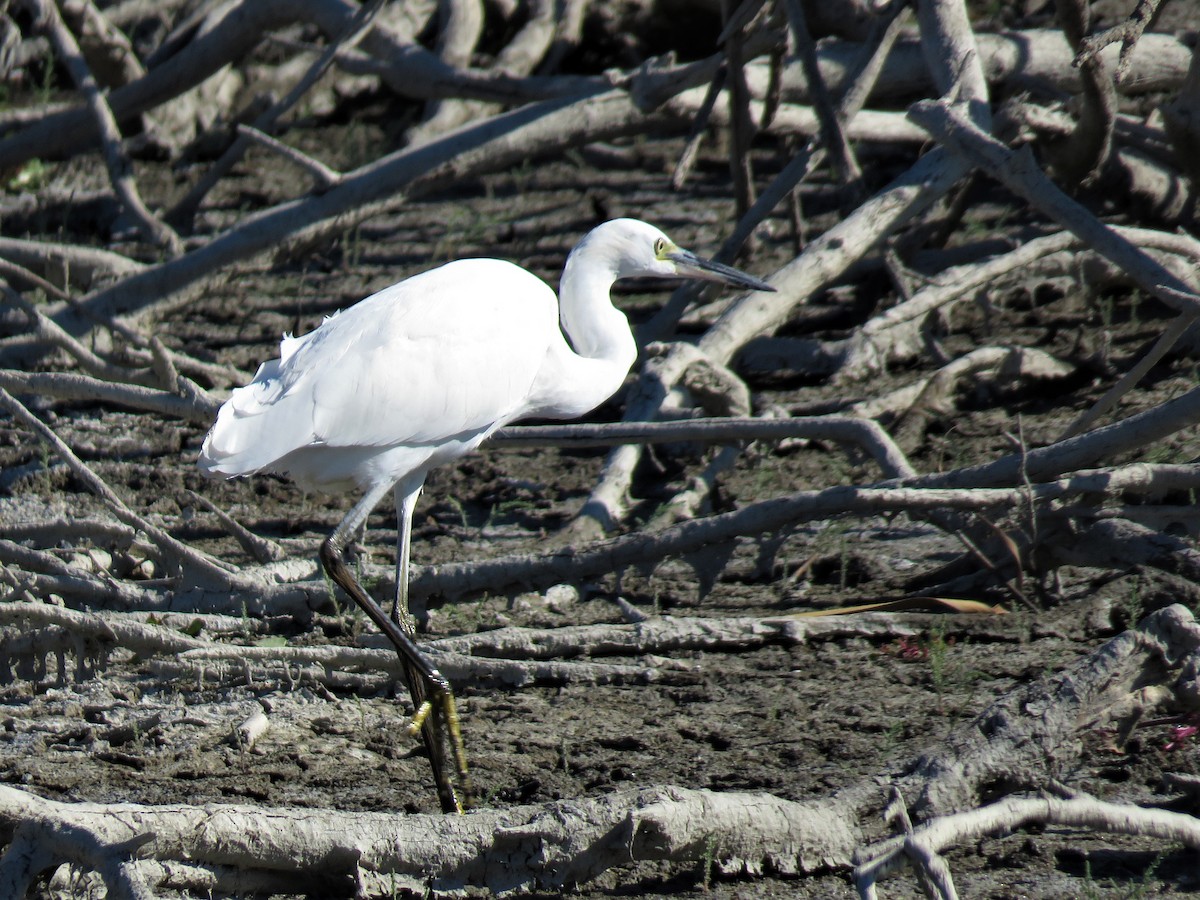 Little Egret - ML123897441