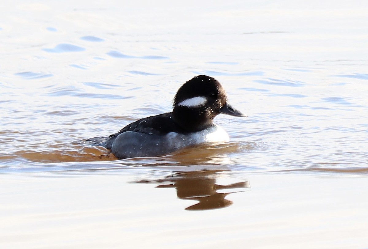 Bufflehead - Evan Pannkuk