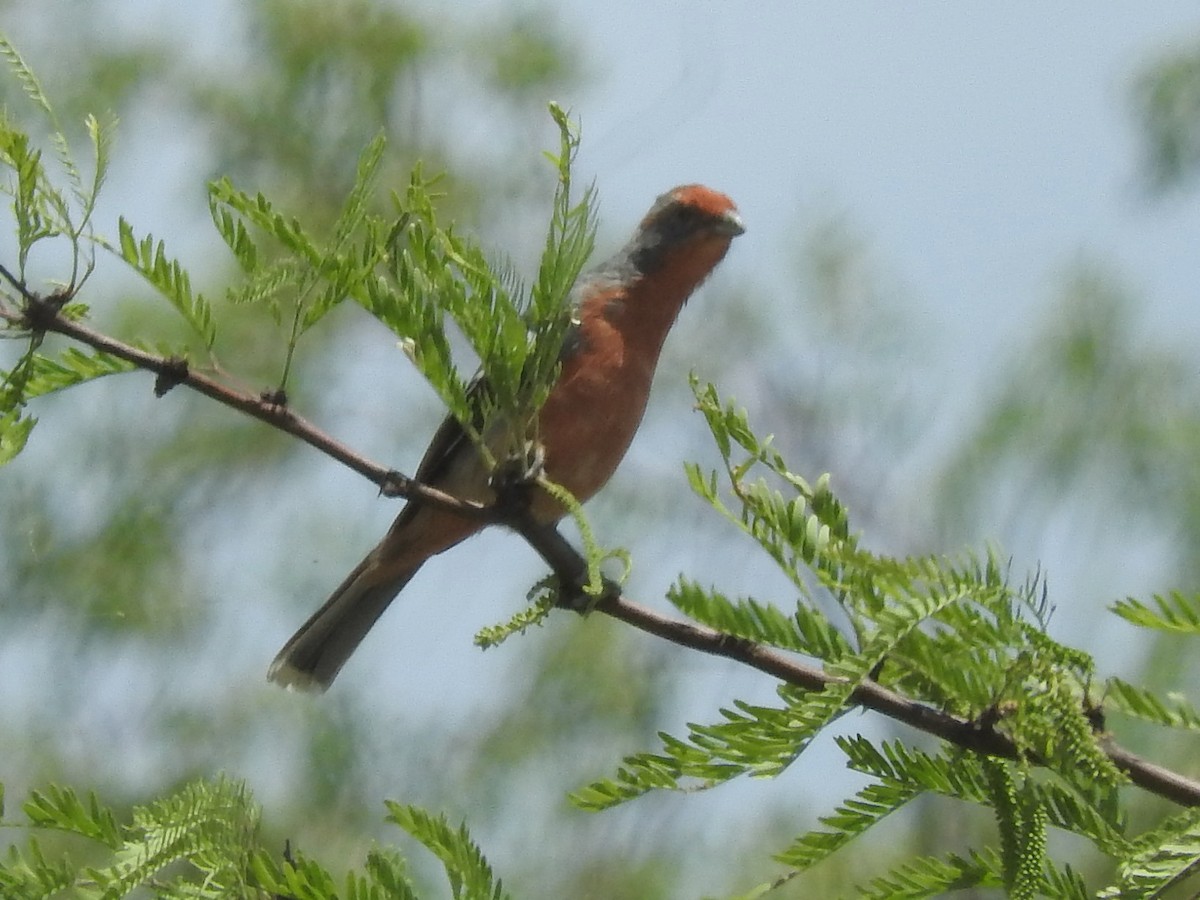 White-tipped Plantcutter - Paul Suchanek