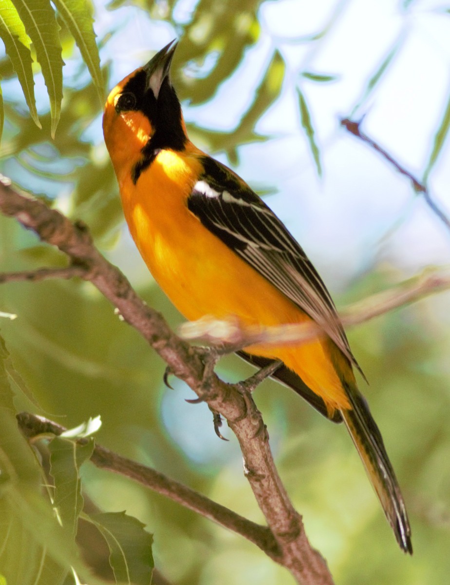 Orange Oriole - ML123900201