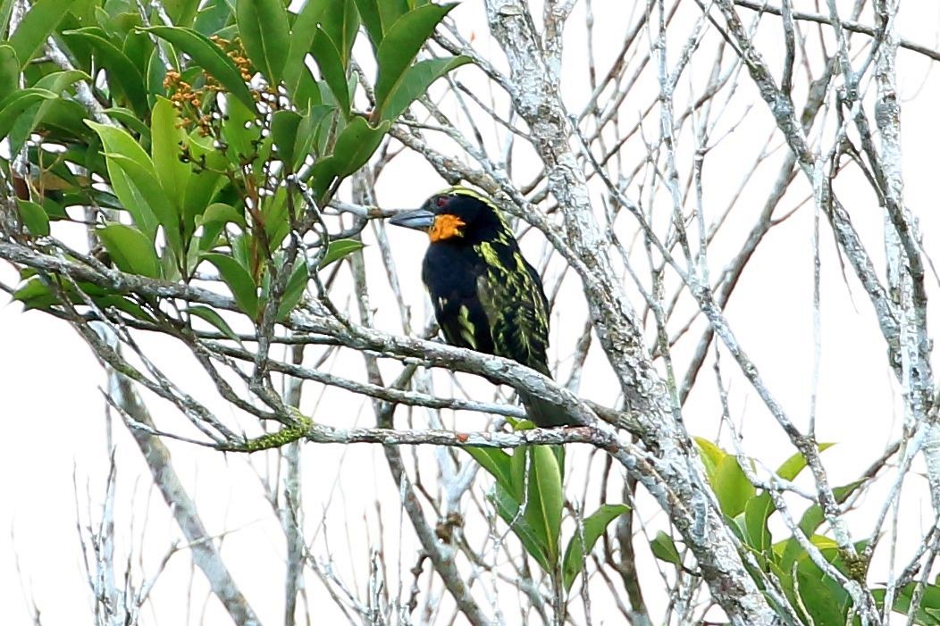 Yaldızlı Barbet - ML123905171