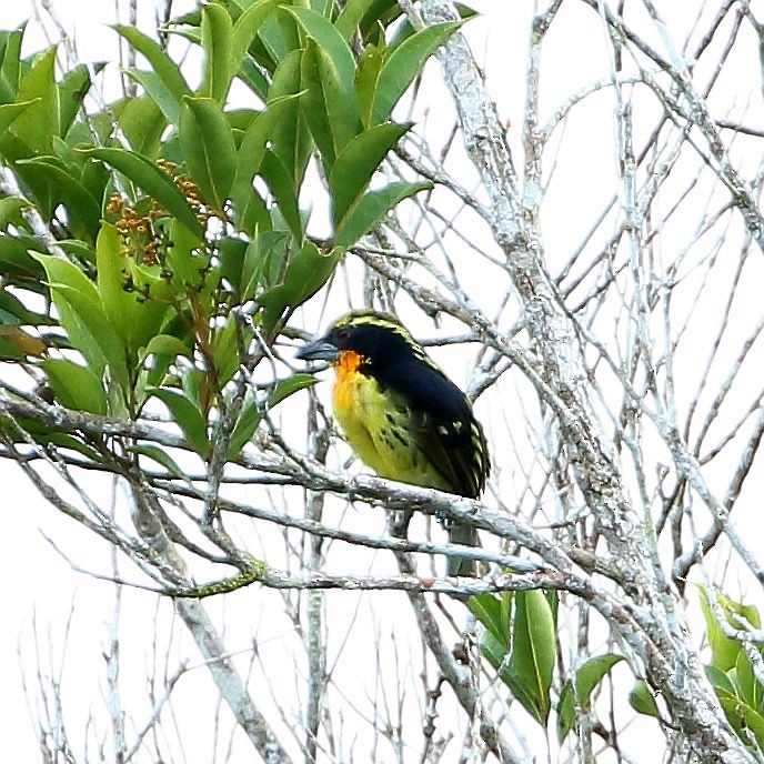 Yaldızlı Barbet - ML123905181