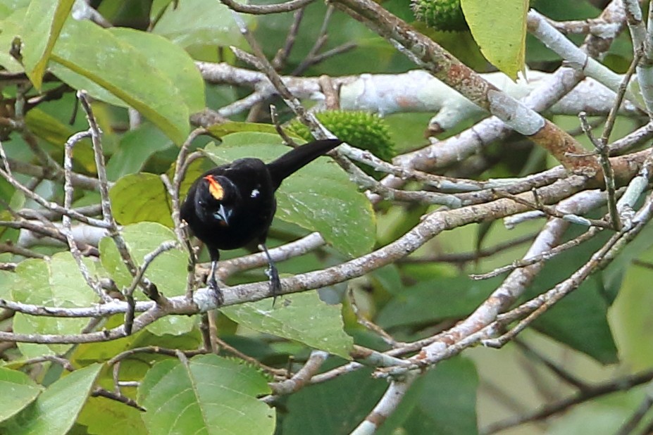 Flame-crested Tanager - ML123905751