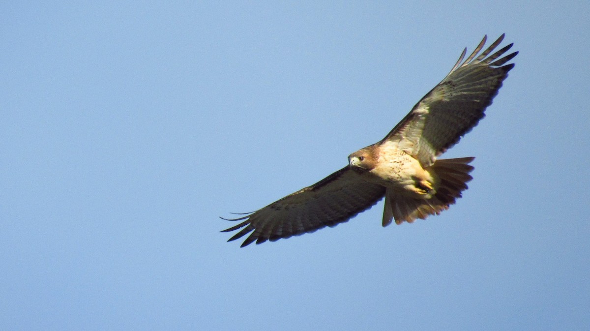 Rotschwanzbussard - ML123906941