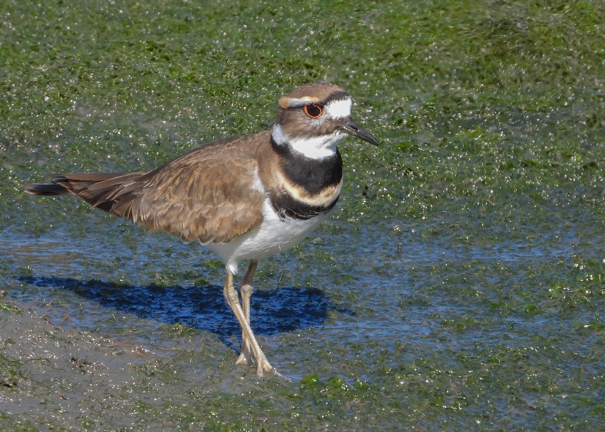 Killdeer - Jeanette Stone