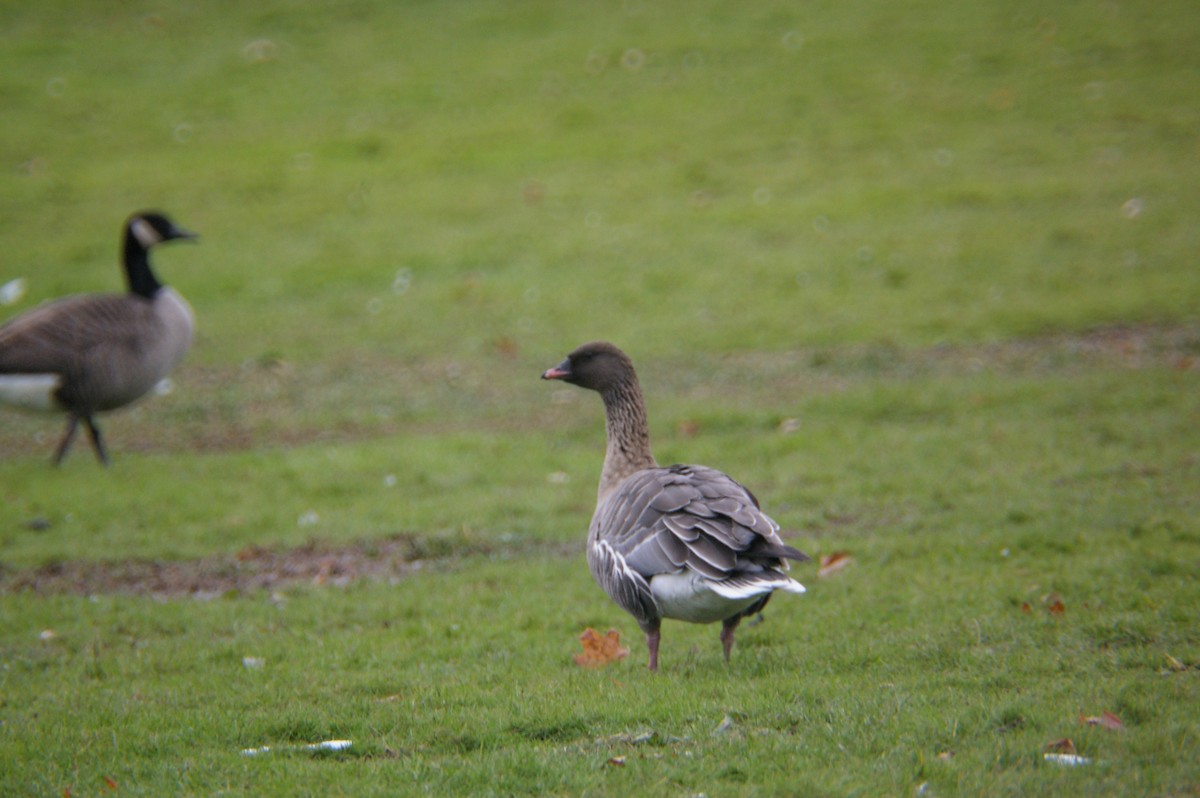 Pink-footed Goose - ML123908381