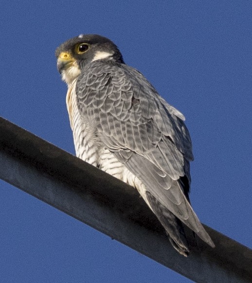 Peregrine Falcon - ML123909561