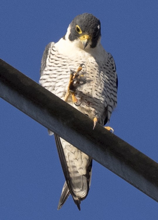 Peregrine Falcon - ML123909711