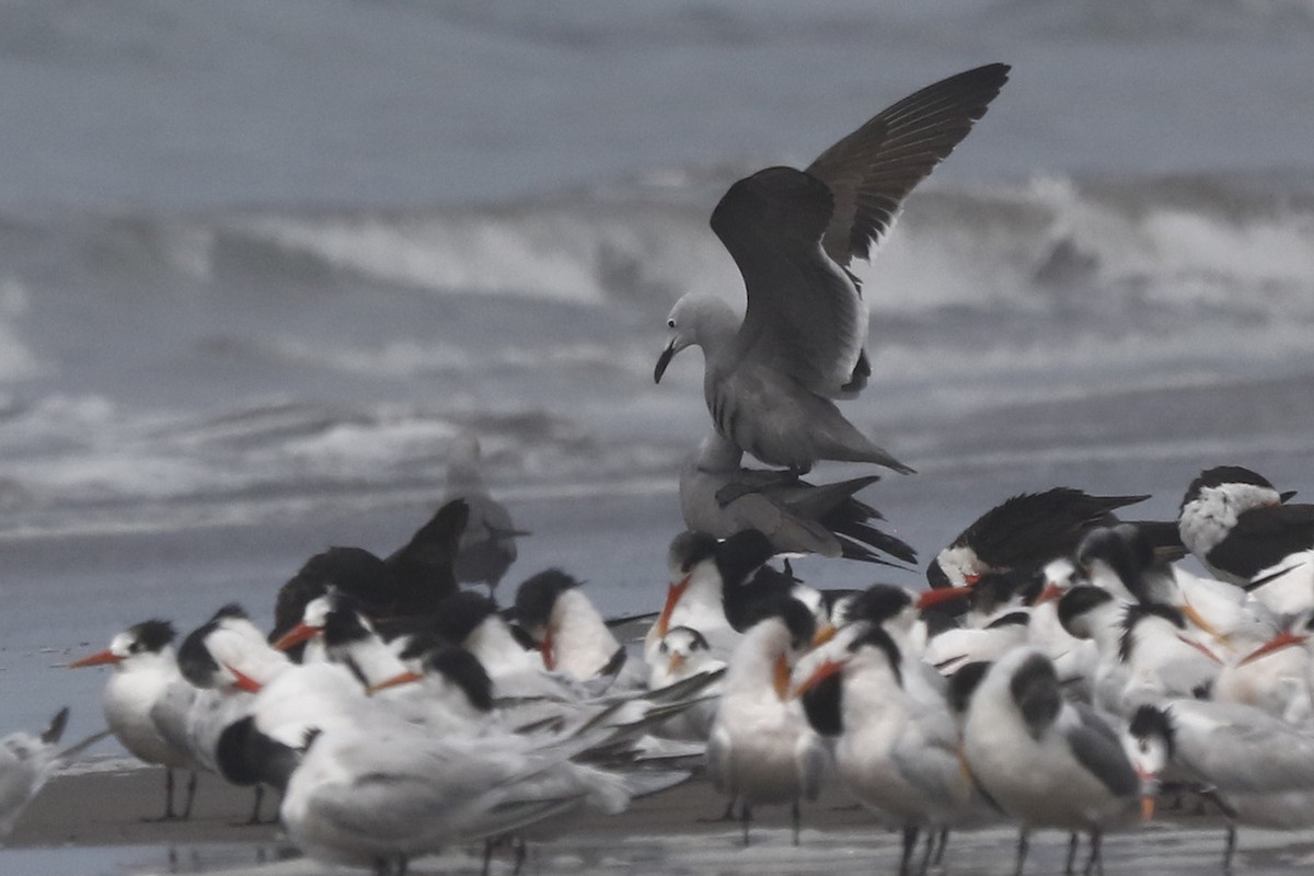 Gray Gull - ML123909931