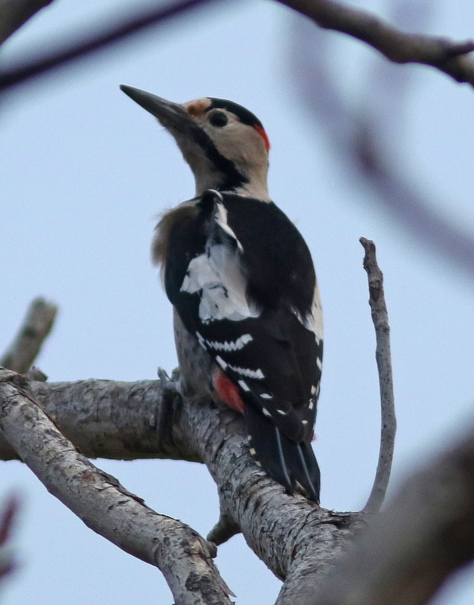 Syrian Woodpecker - ML123912221