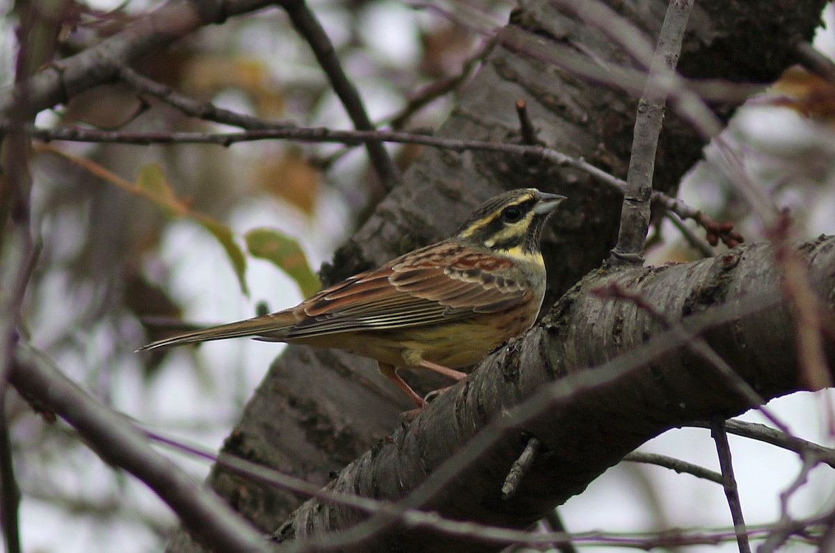 Cirl Bunting - ML123912301