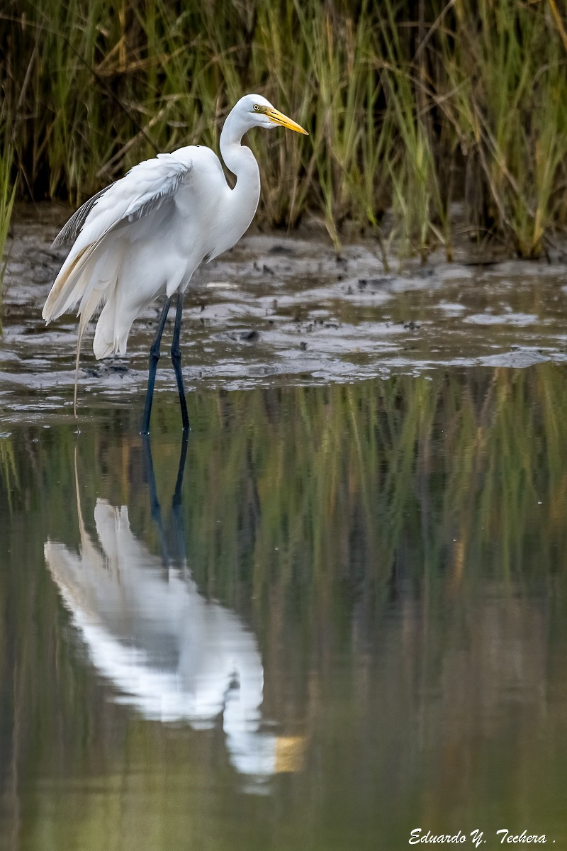 Great Egret - ML123914421