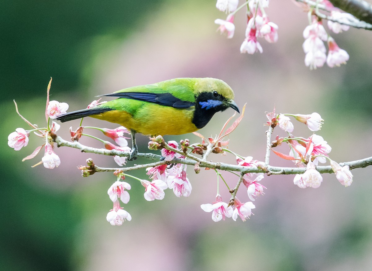 Orange-bellied Leafbird (Orange-bellied) - Nick Athanas