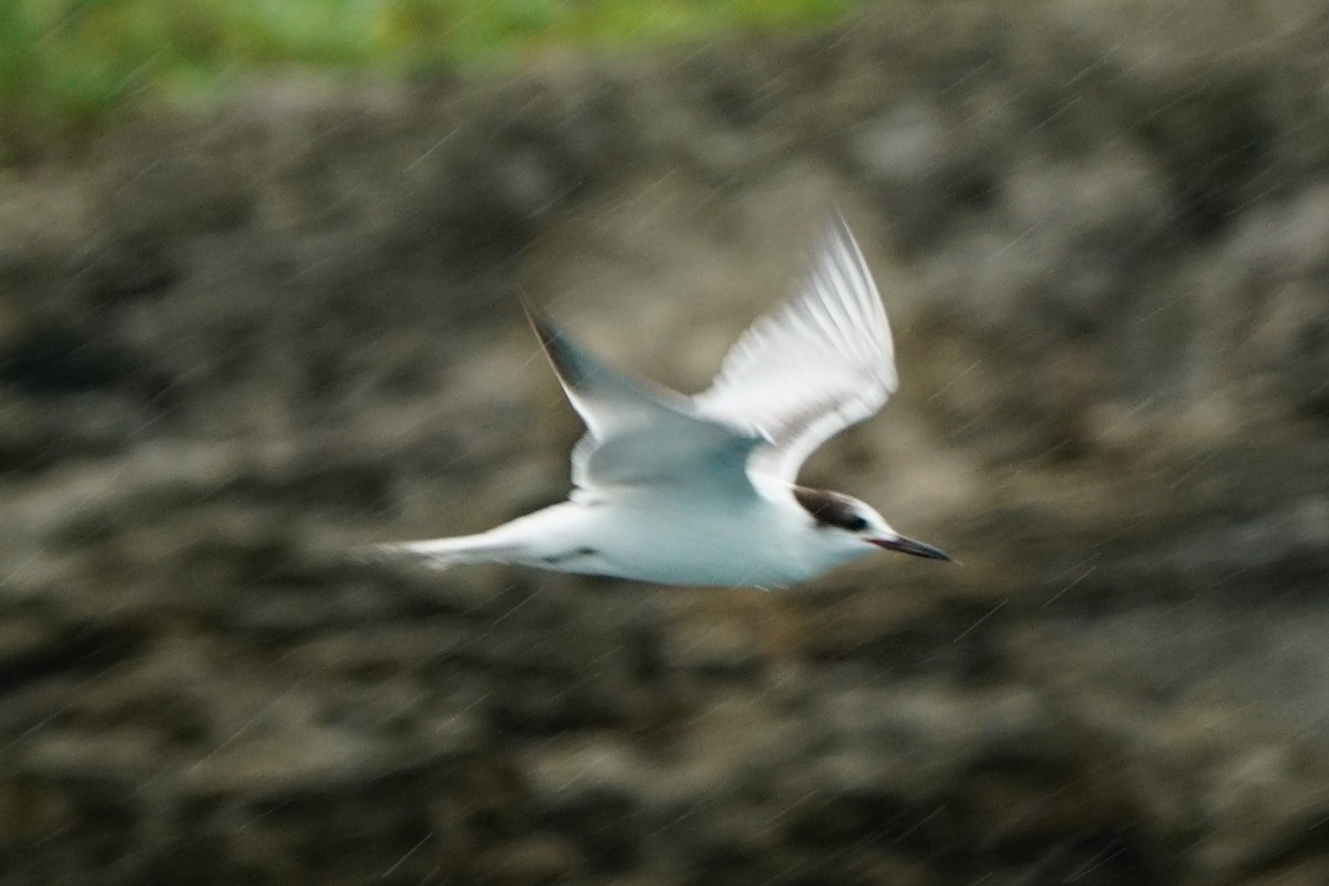 Common Tern - ML123917191