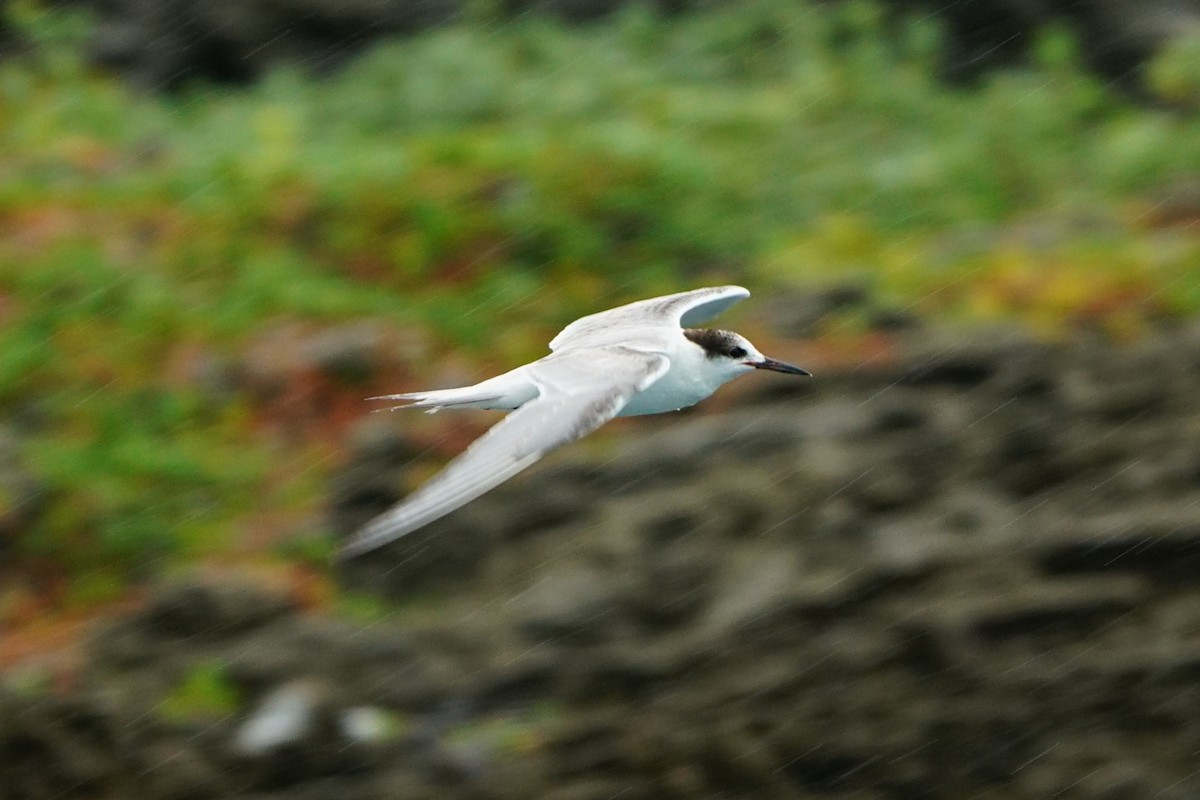 Common Tern - ML123917201