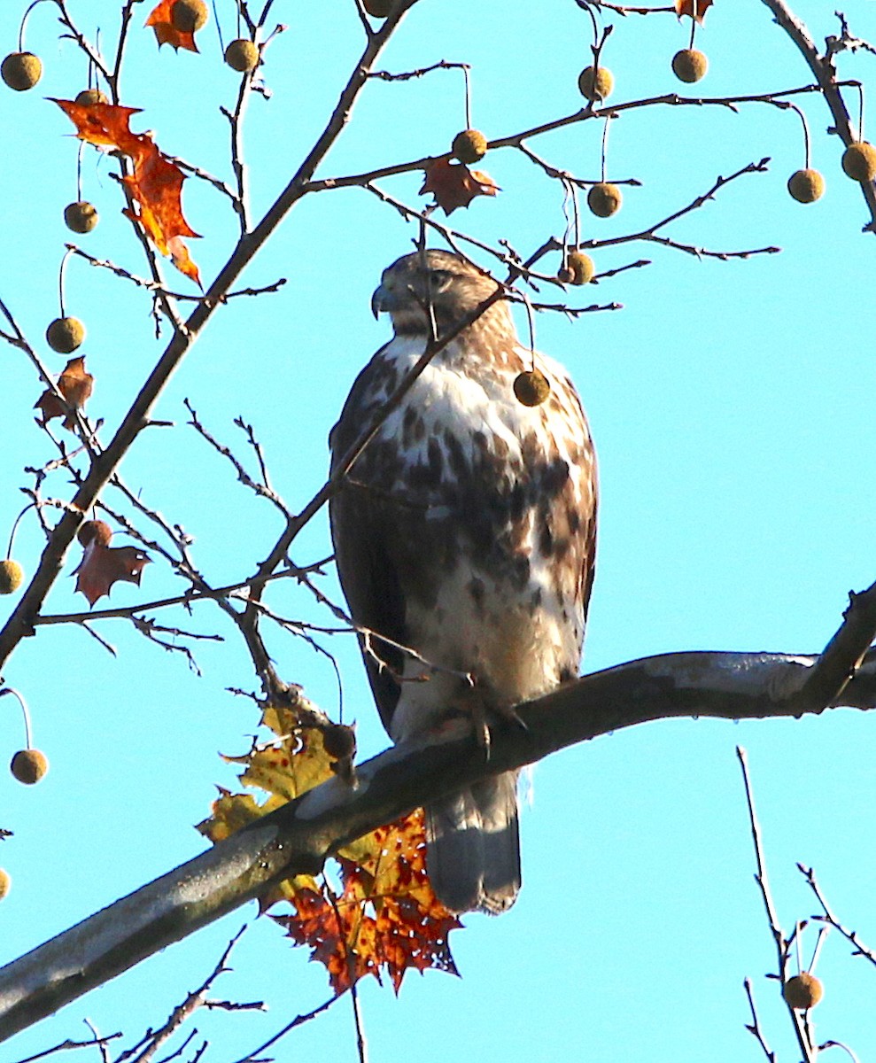 Red-tailed Hawk - ML123919521