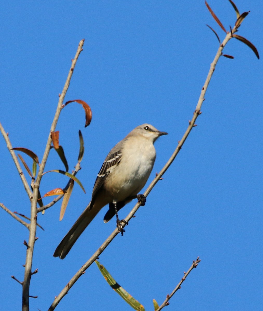 Northern Mockingbird - ML123919621