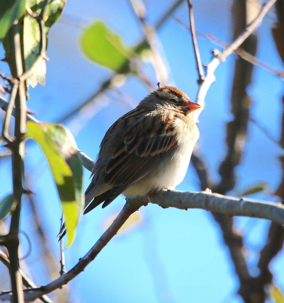 Chipping Sparrow - ML123919701