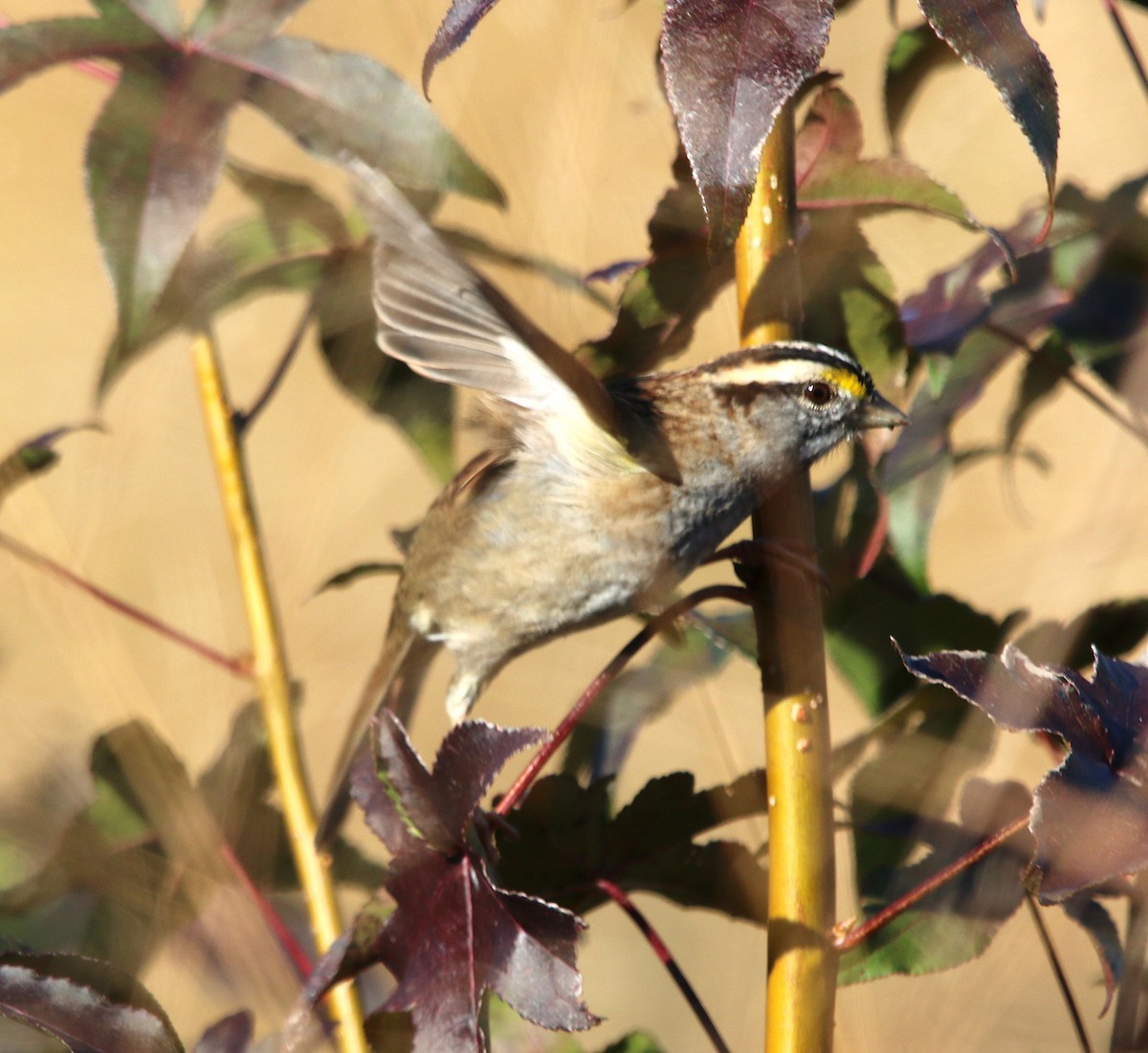 White-throated Sparrow - ML123919761