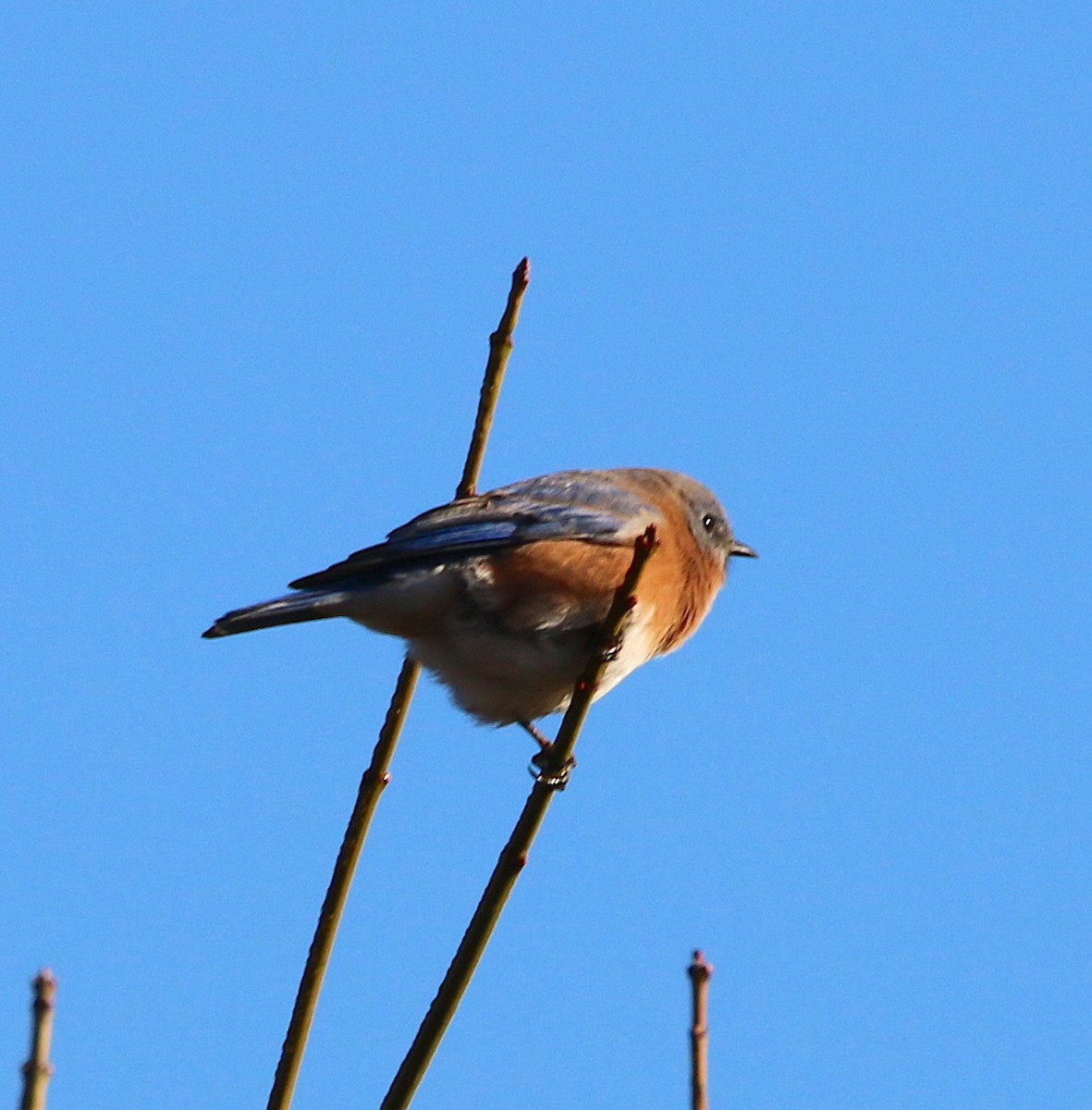 Eastern Bluebird - ML123919911