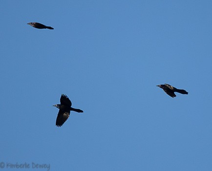Common Grackle - ML123920171