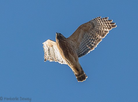 Red-shouldered Hawk - ML123920231
