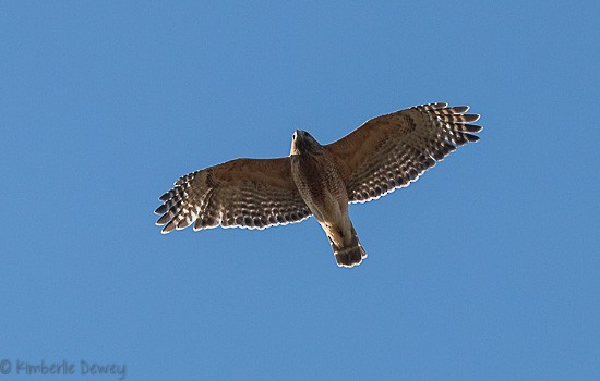 Red-shouldered Hawk - ML123920251