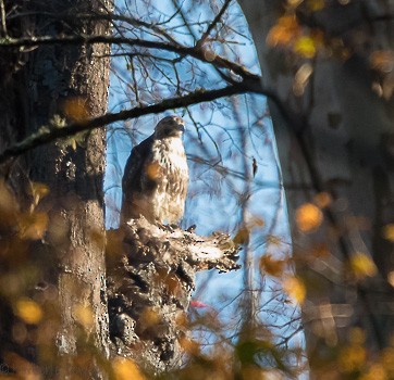 Red-tailed Hawk - ML123920301