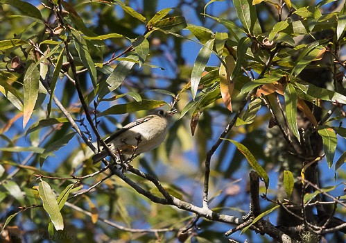 Ruby-crowned Kinglet - ML123920381