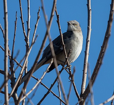 Northern Mockingbird - ML123920401