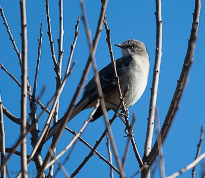 Northern Mockingbird - ML123920411